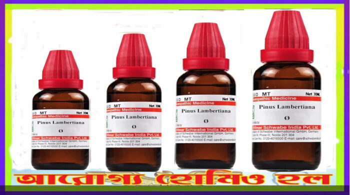 পাইনাস ল্যাম্বার্টিয়ানা হোমিওপ্যাথি মাদার টিংচার